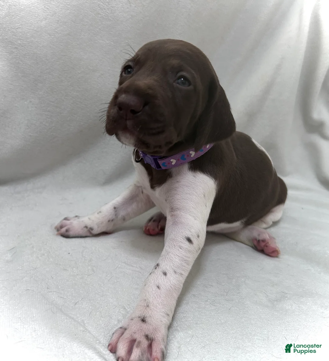 German Shorthaired Pointer dogs for sale: Grace - Ad 1