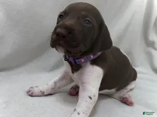 German Shorthaired Pointer dogs Grace - Ad 2