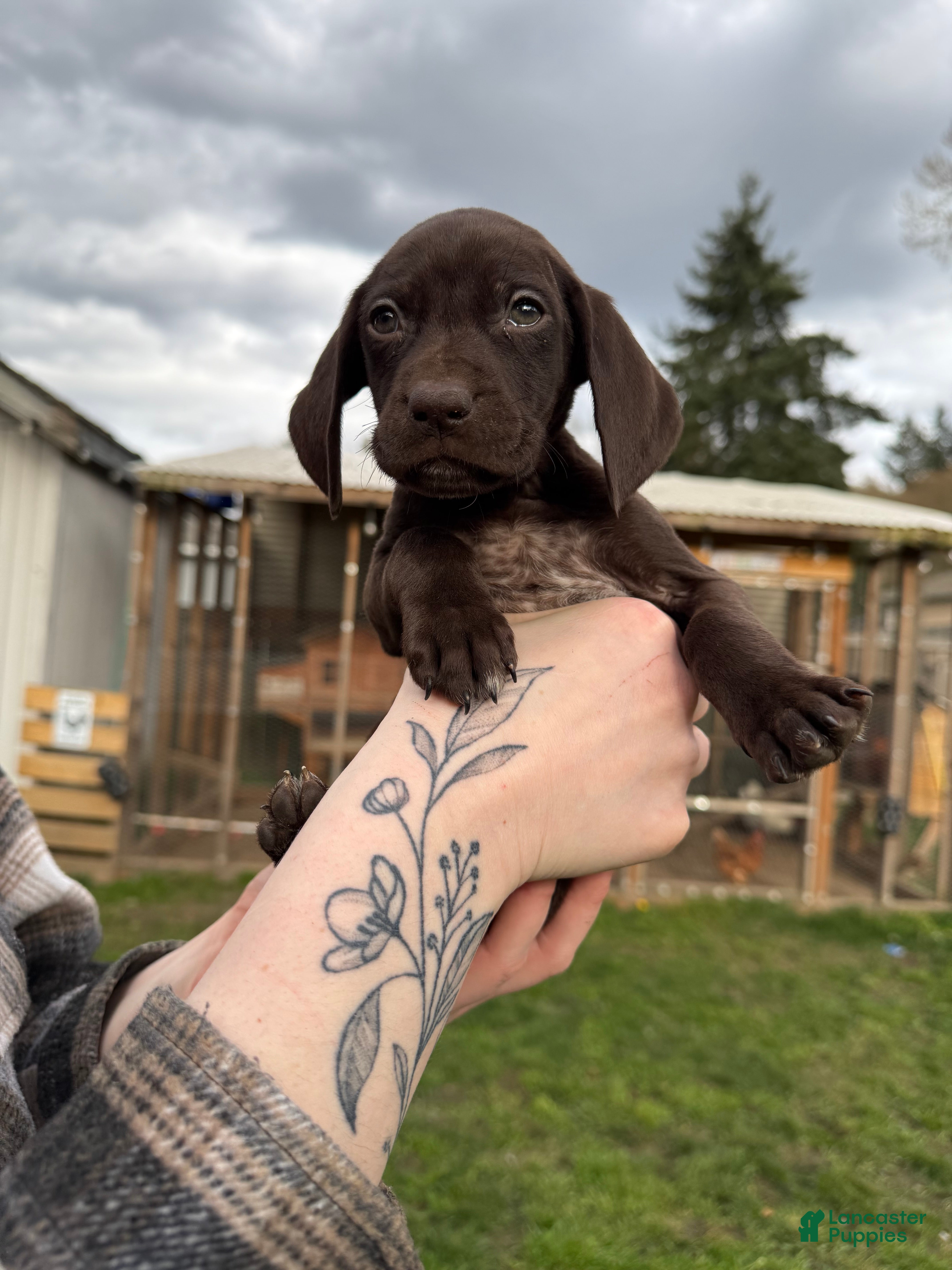 German Shorthaired Pointer dogs German Shorthaired Pointer Puppy 4 - Ad 28