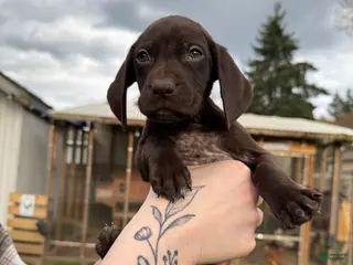 German Shorthaired Pointer dogs German Shorthaired Pointer Puppy 4 - Ad 28