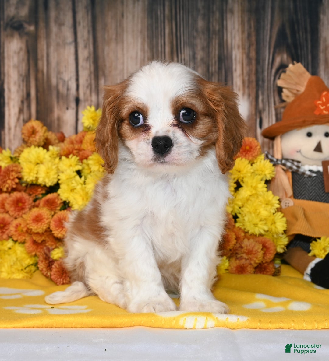 Cavalier King Charles Spaniel dogs for sale: Kaido - Ad 3