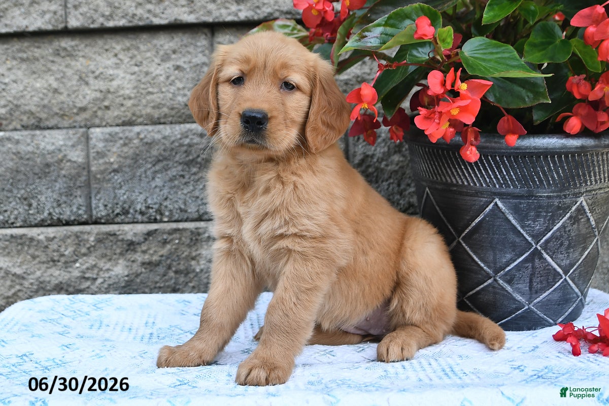 Golden Retriever dogs Fern - Ad 1