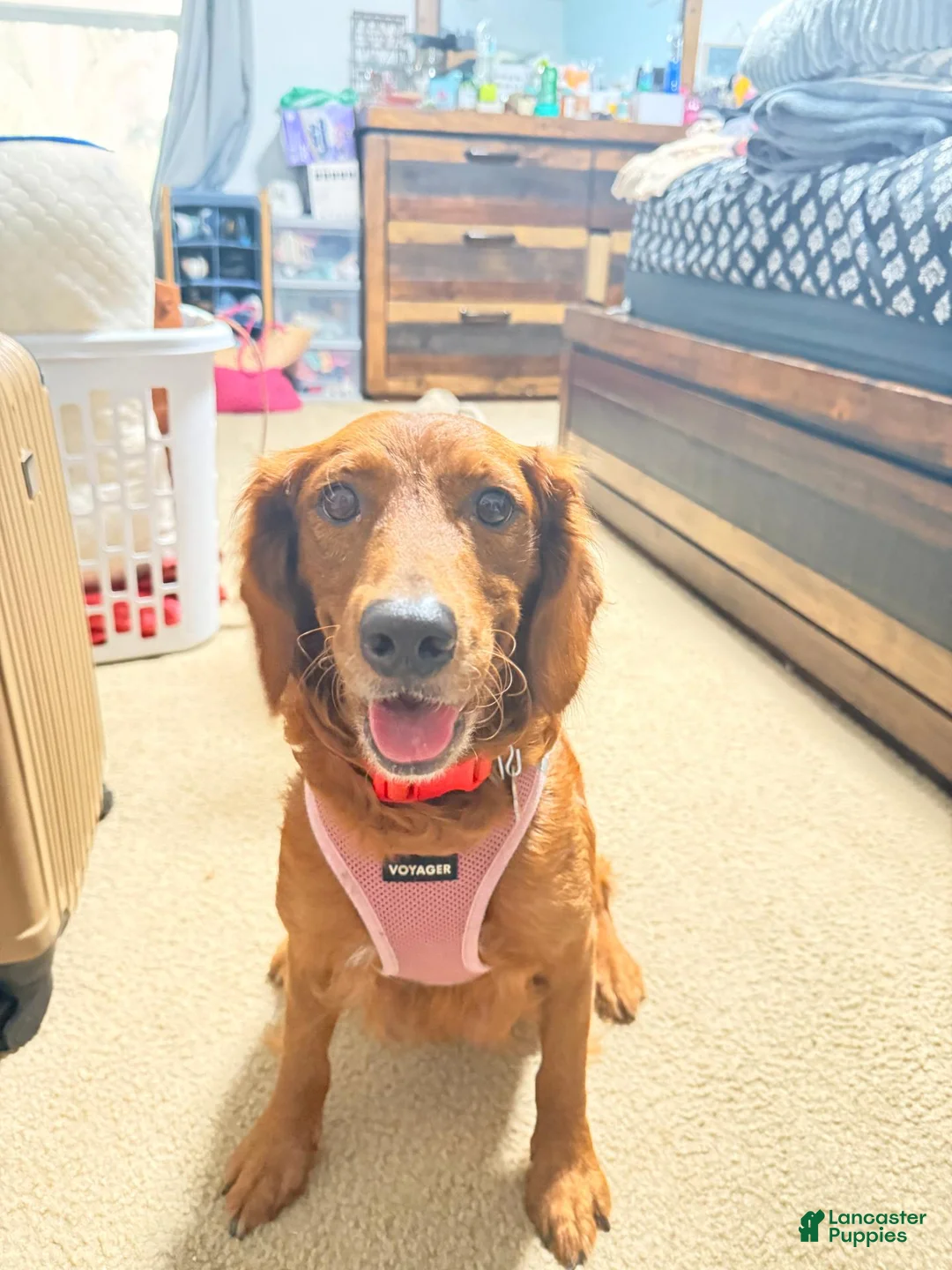 Goldendoodle dogs for sale: Goldendoodle 5 Hunter - Ad 7