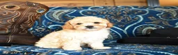 Cavapoo dogs for sale: Shasta - Ad 4