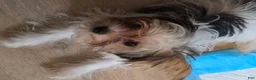 Yorkshire Terrier dogs for sale: Yorkshire Terrier 2 - Ad 2