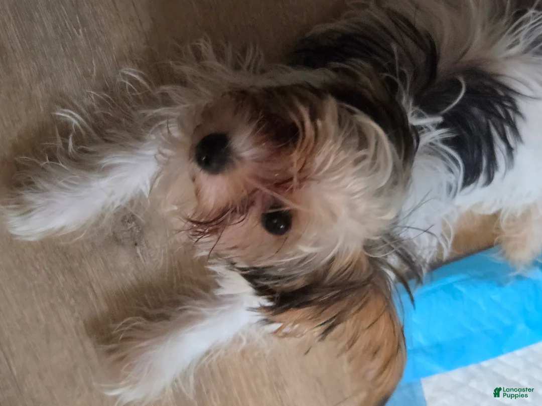 Yorkshire Terrier dogs for sale: Yorkshire Terrier 2 - Ad 2