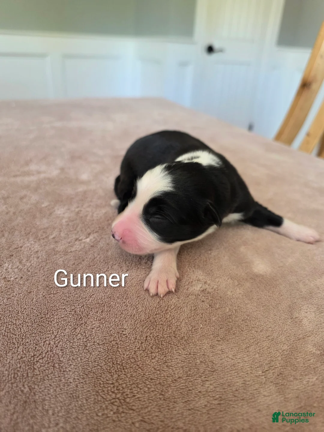 Border Collie dogs for sale: Gunner - Ad 1