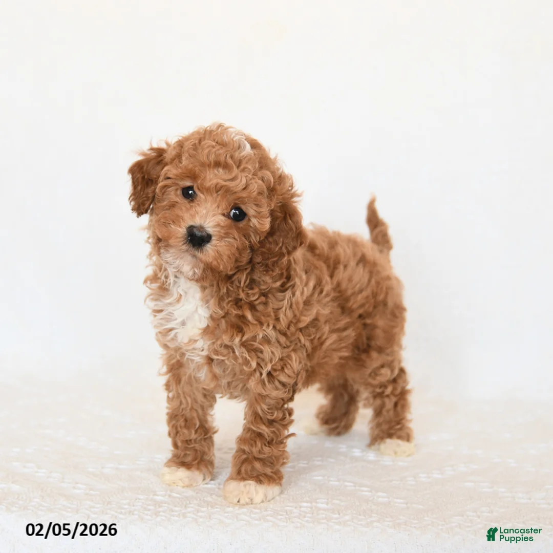 Miniature Poodle dogs for sale: Hershey - Ad 1