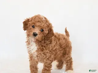 Miniature Poodle dogs Hershey - Ad 5