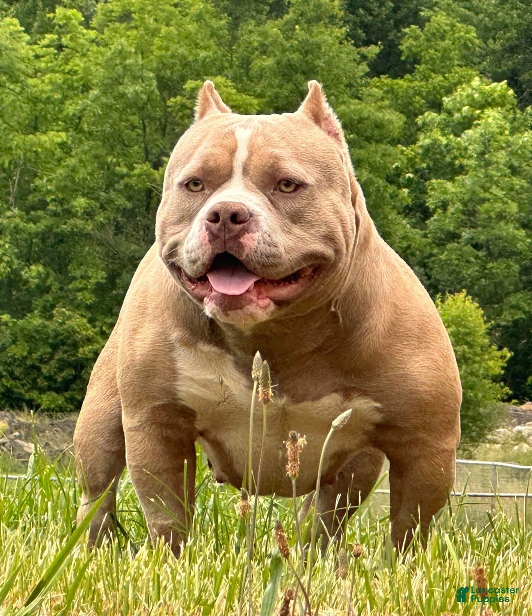 American Bully dogs for sale: Whisper  - Ad 4