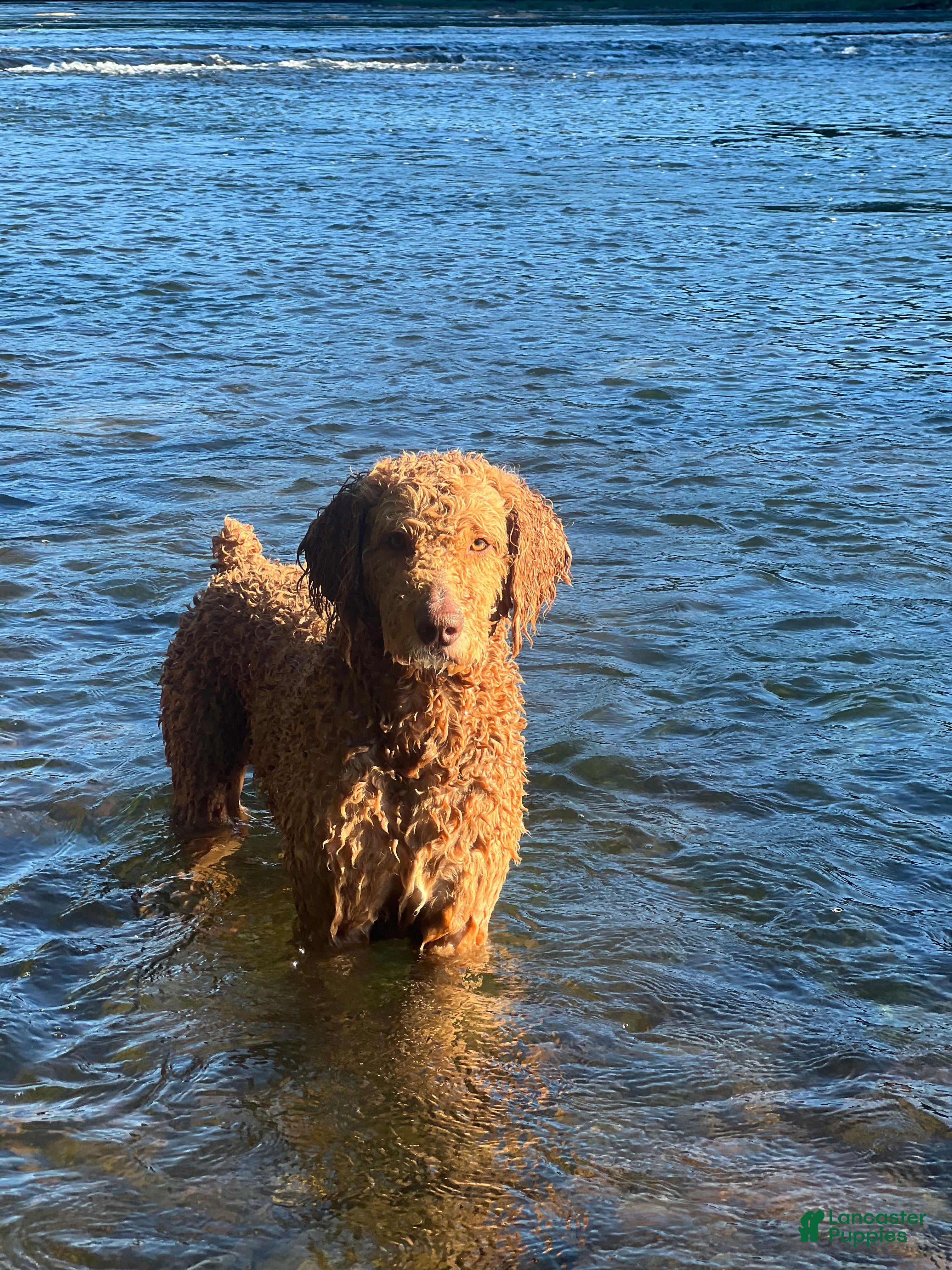 Goldendoodle dogs Standard Goldendoodle  - Ad 3