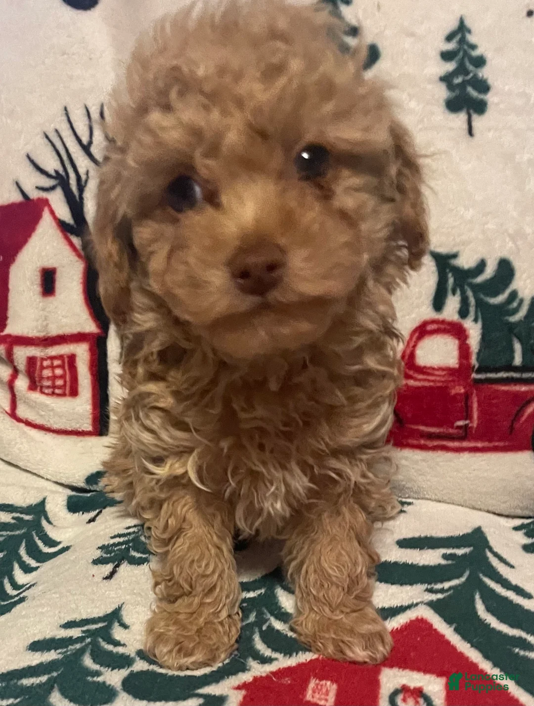 Toy Poodle dogs for sale: Toy Poodle Puppy 1 - Ad 4