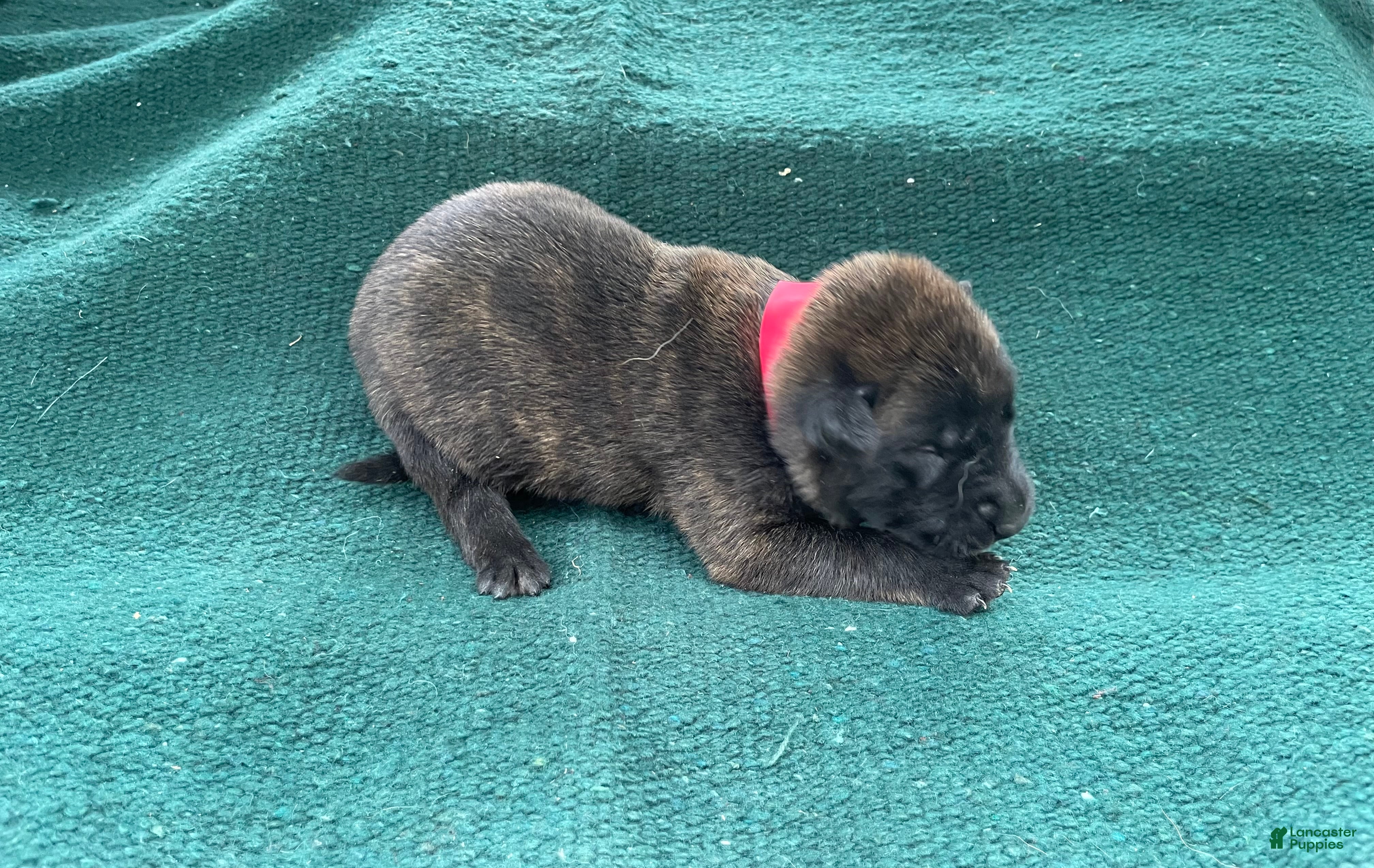 Mixed Breed dogs Red male - Ad 2