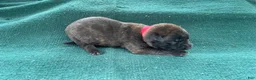 Belgian Malinois dogs for sale: Red male - Ad 2