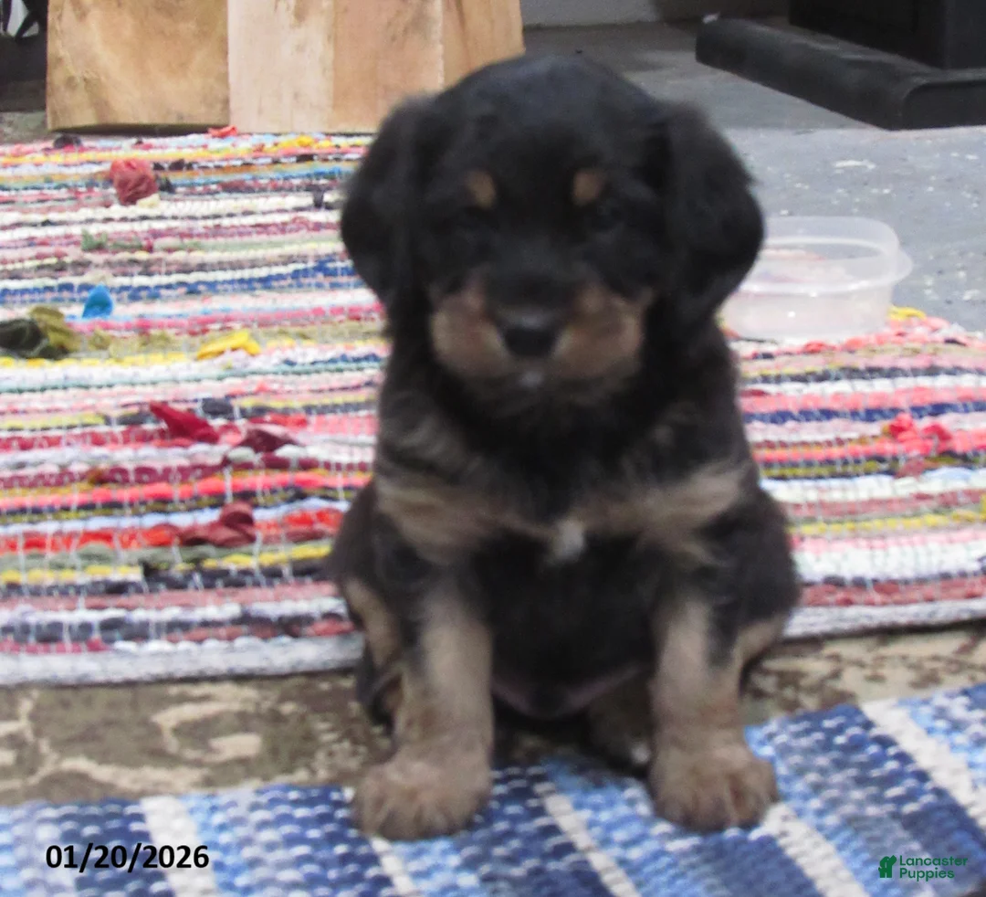 Labradoodle dogs for sale: Asher - Ad 12