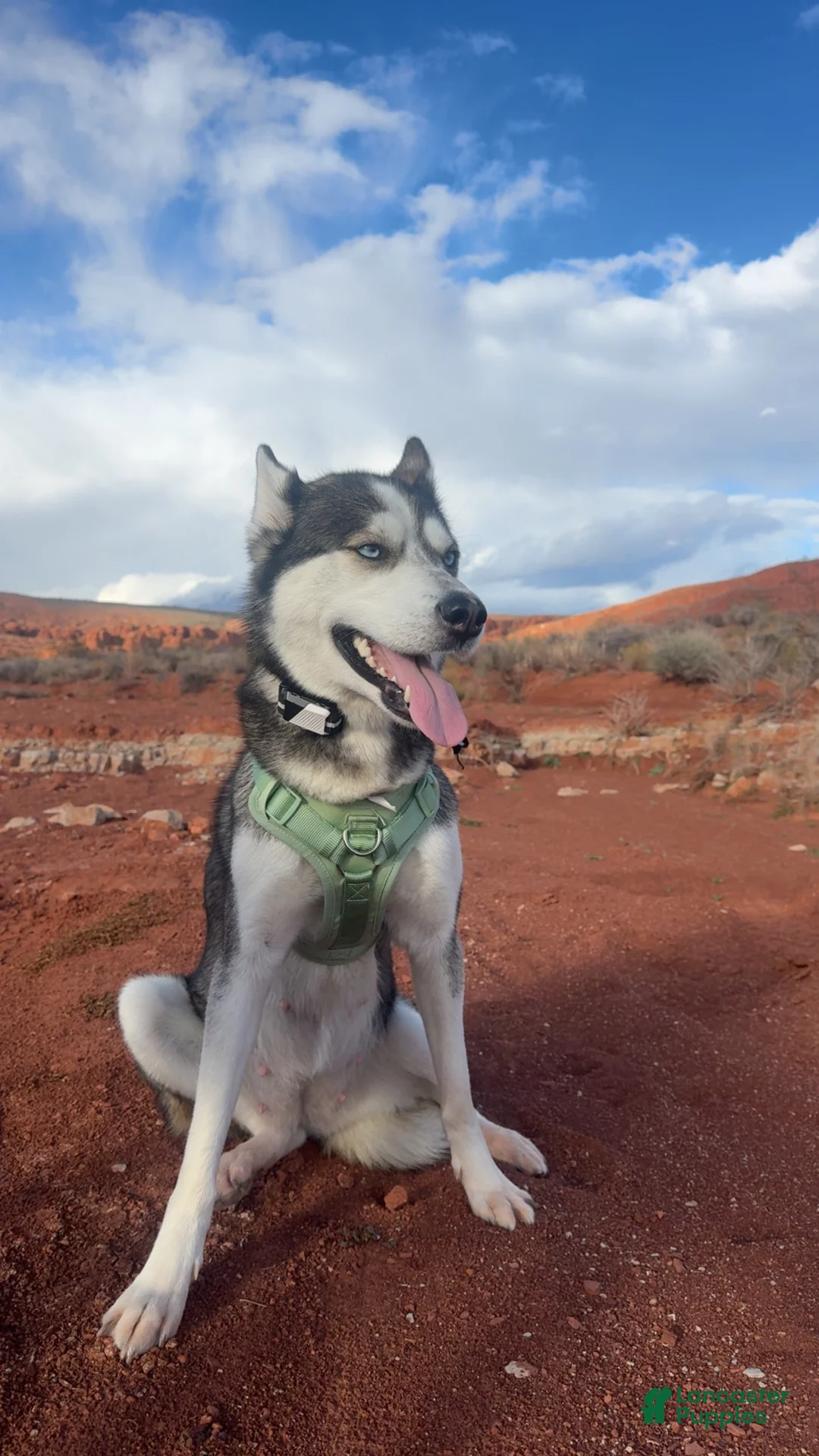 Mixed Breed dogs for sale: Mixed Breed Puppy 3 - Ad 2