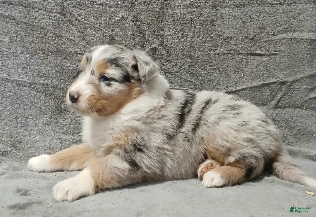 Australian Shepherd dogs for sale: Astrid - Ad 3