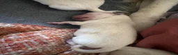 Golden Retriever dogs for sale: Chicory - Ad 17