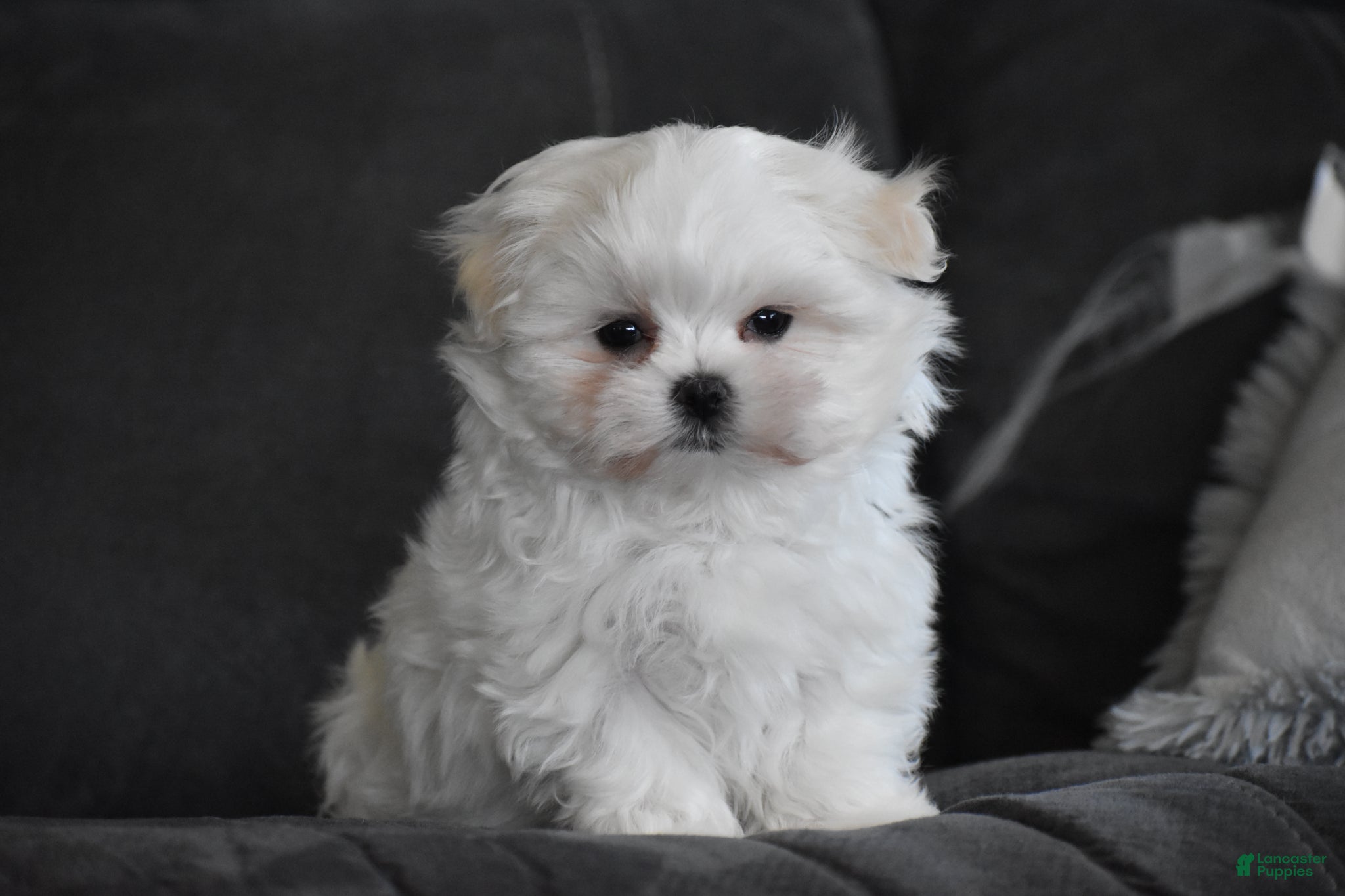 Maltese dogs Ollie  - Ad 2