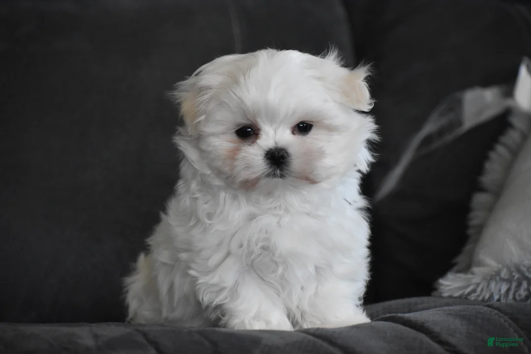 Maltese dogs for sale: Ollie  - Ad 2