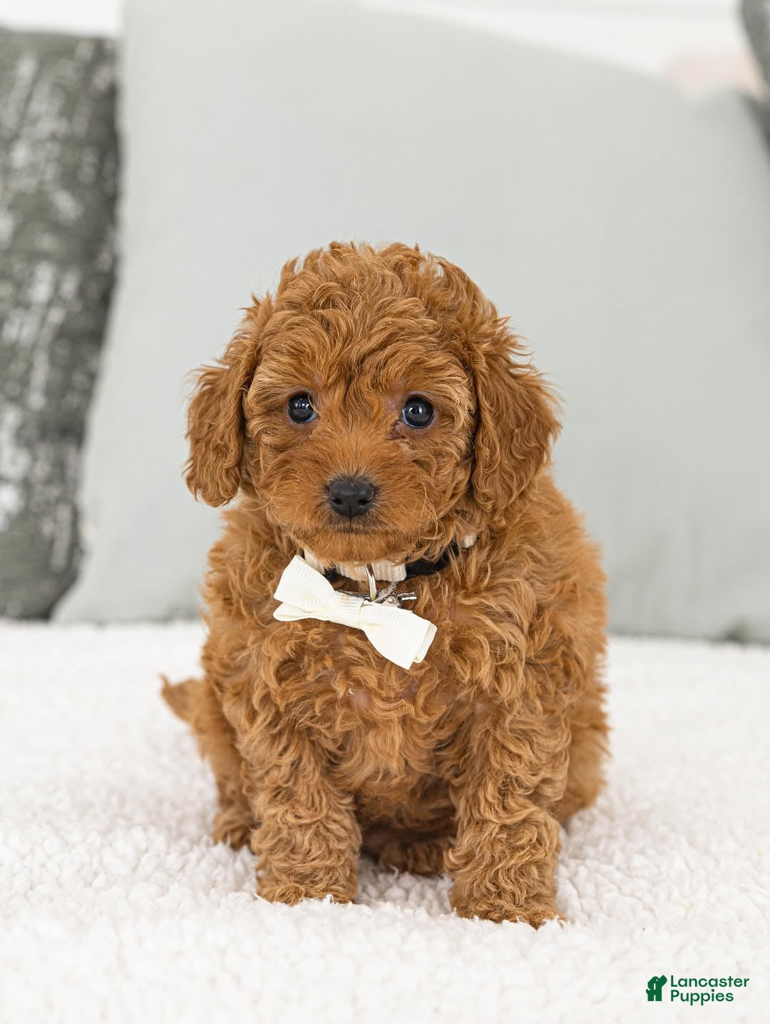 Toy Poodle dogs Annie - Ad 24