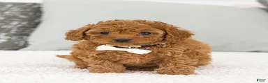 Annie