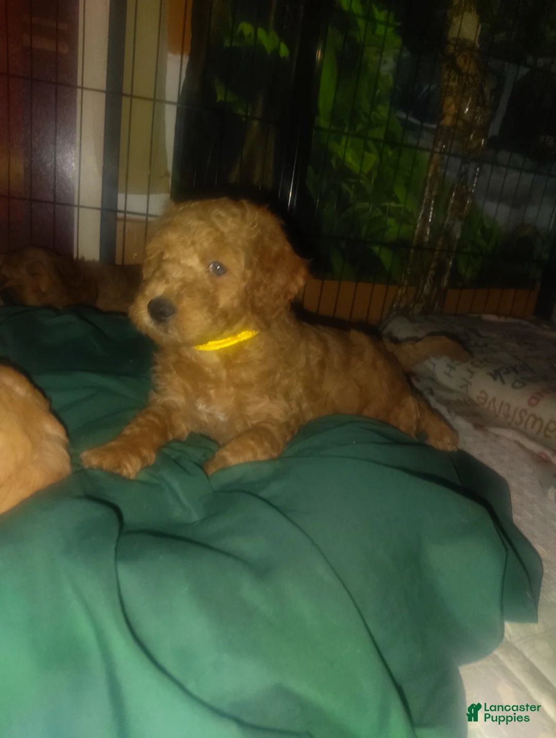 Goldendoodle dogs for sale: Sunny - Ad 1
