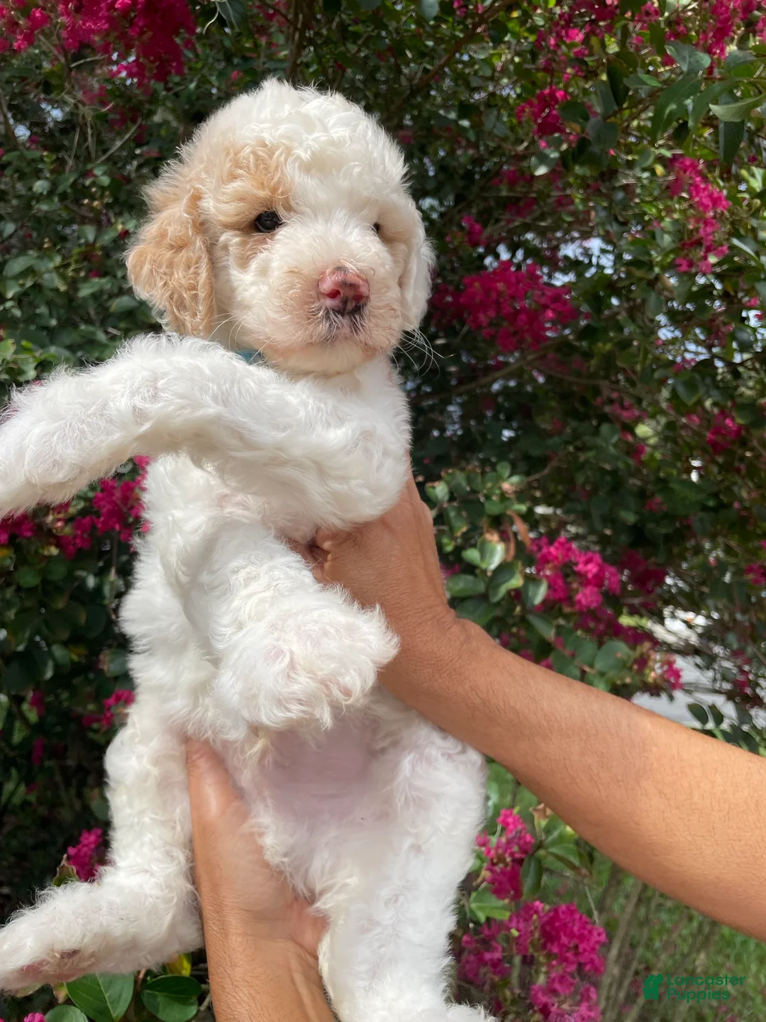 Goldendoodle dogs for sale: Charlie - Ad 2