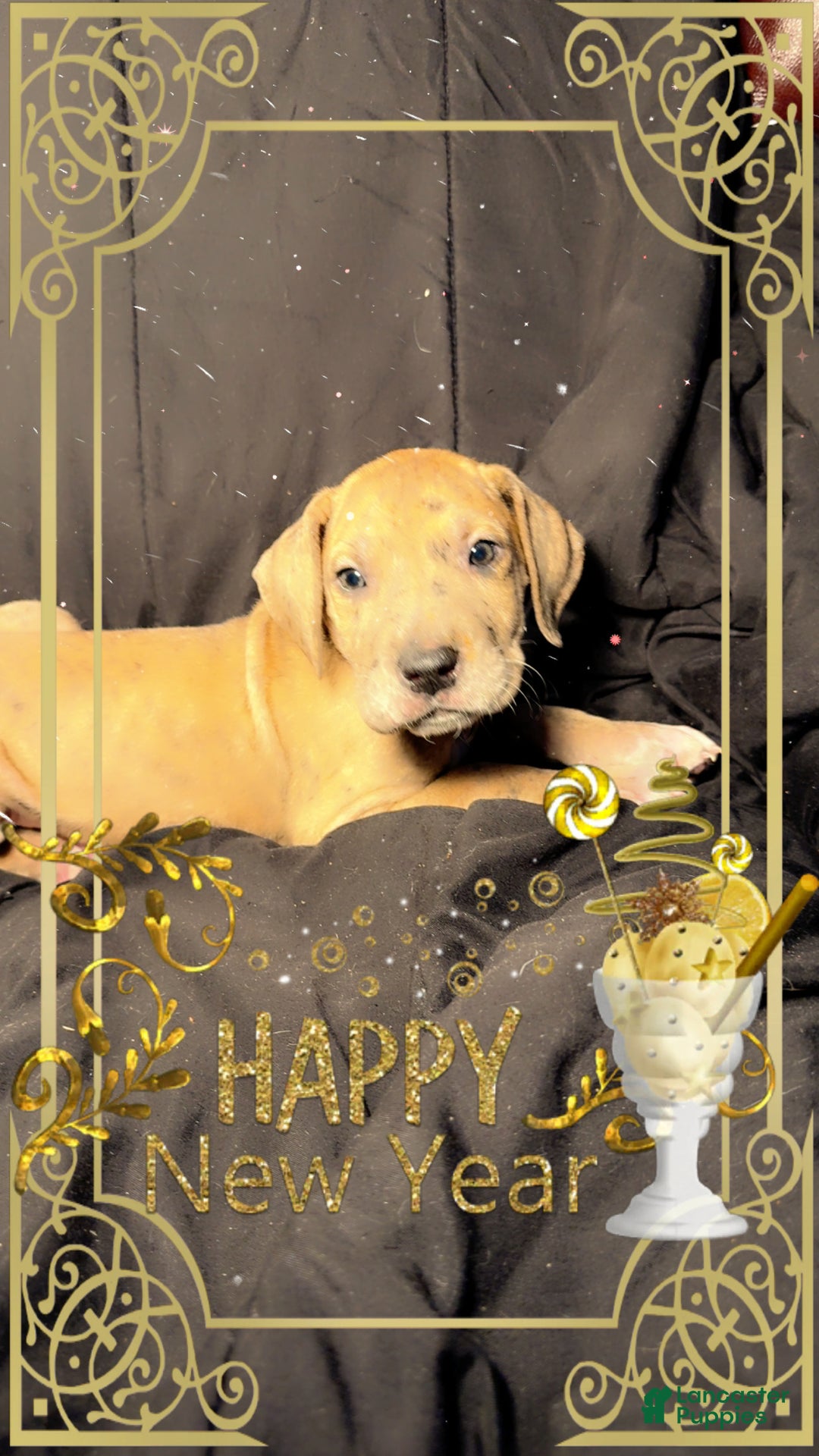 Great Dane dogs for sale: Latte  - Ad 2