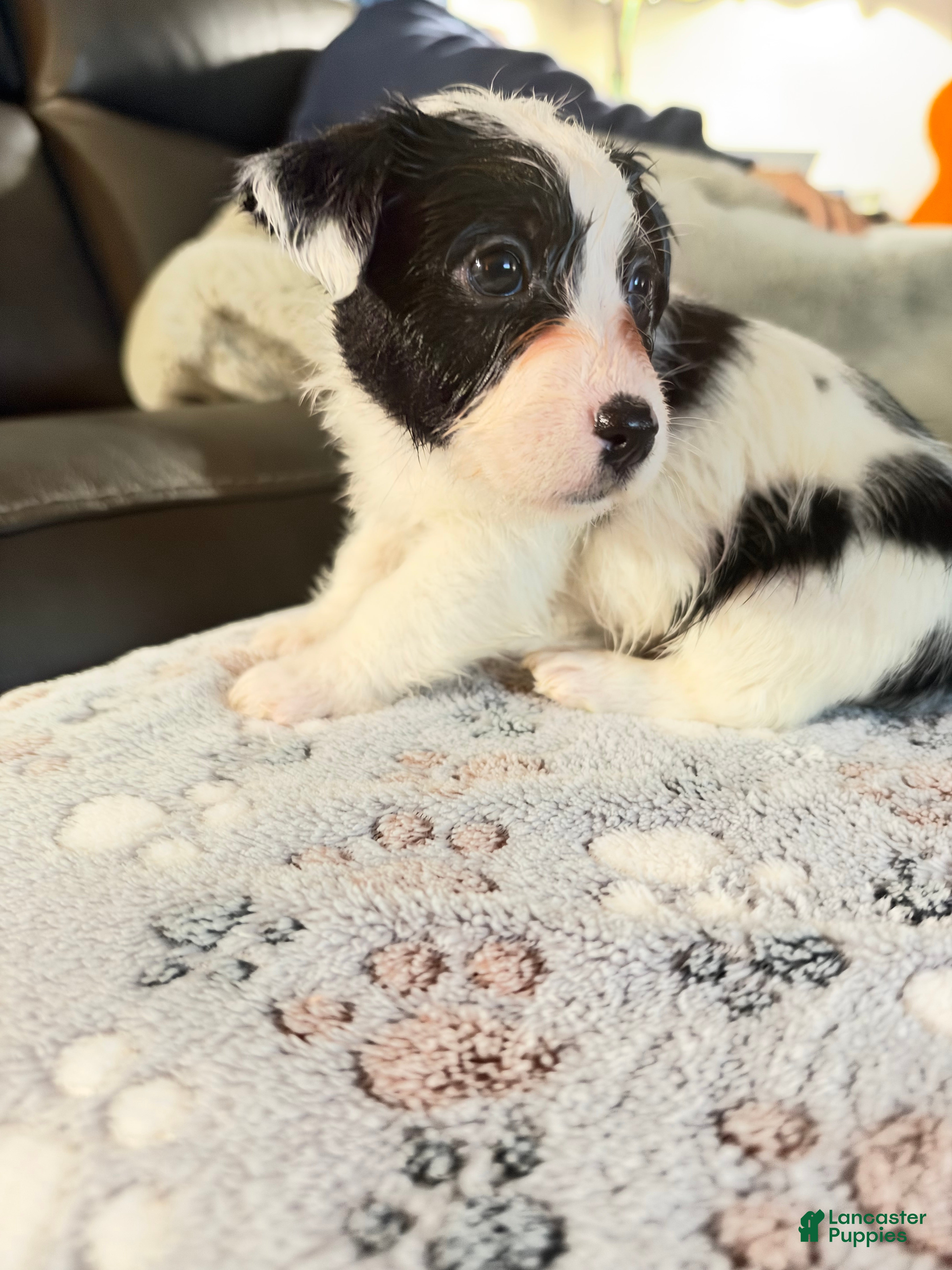 Mixed Breed dogs for sale: Mixed Breed 1 - Ad 1