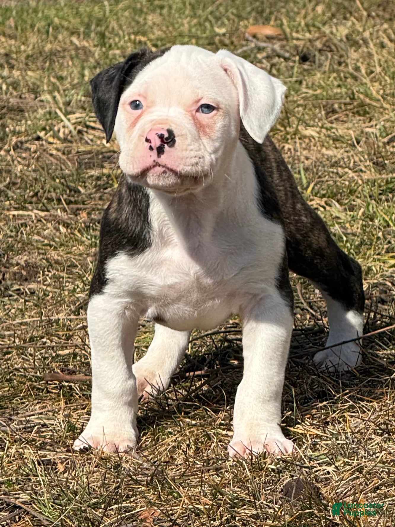 Alapaha Blue Blood Bulldog dogs BEA Stryker - Ad 8