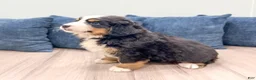 Bernese Mountain Dog dogs for sale: Callie - Ad 4