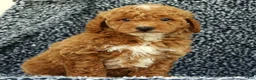 Mini Goldendoodle dogs for sale: Victor - Ad 5