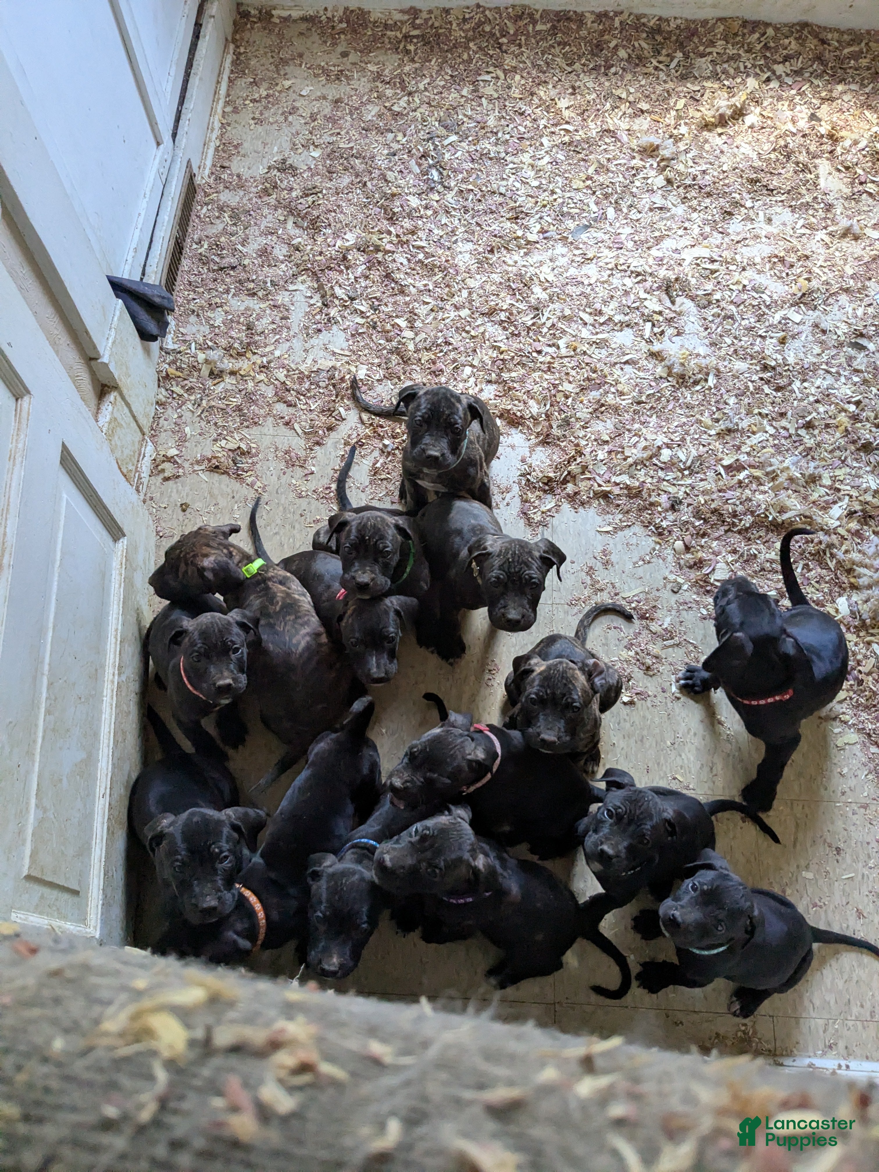 Presa Canario dogs Presa Canario 10 - Ad 1
