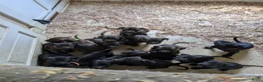 Presa Canario 10