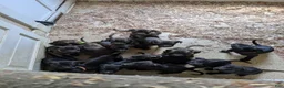Presa Canario dogs for sale: Presa Canario 10 - Ad 1