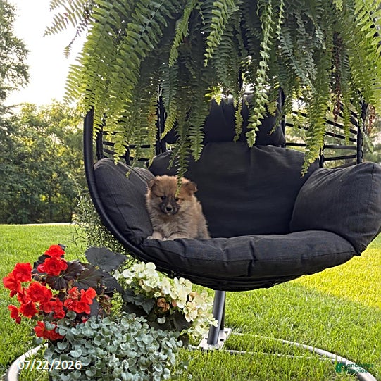 Pomeranian dogs for sale: Jasper - Ad 2