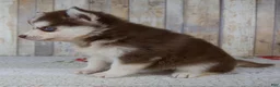 Pomsky dogs for sale: Callie - Ad 3