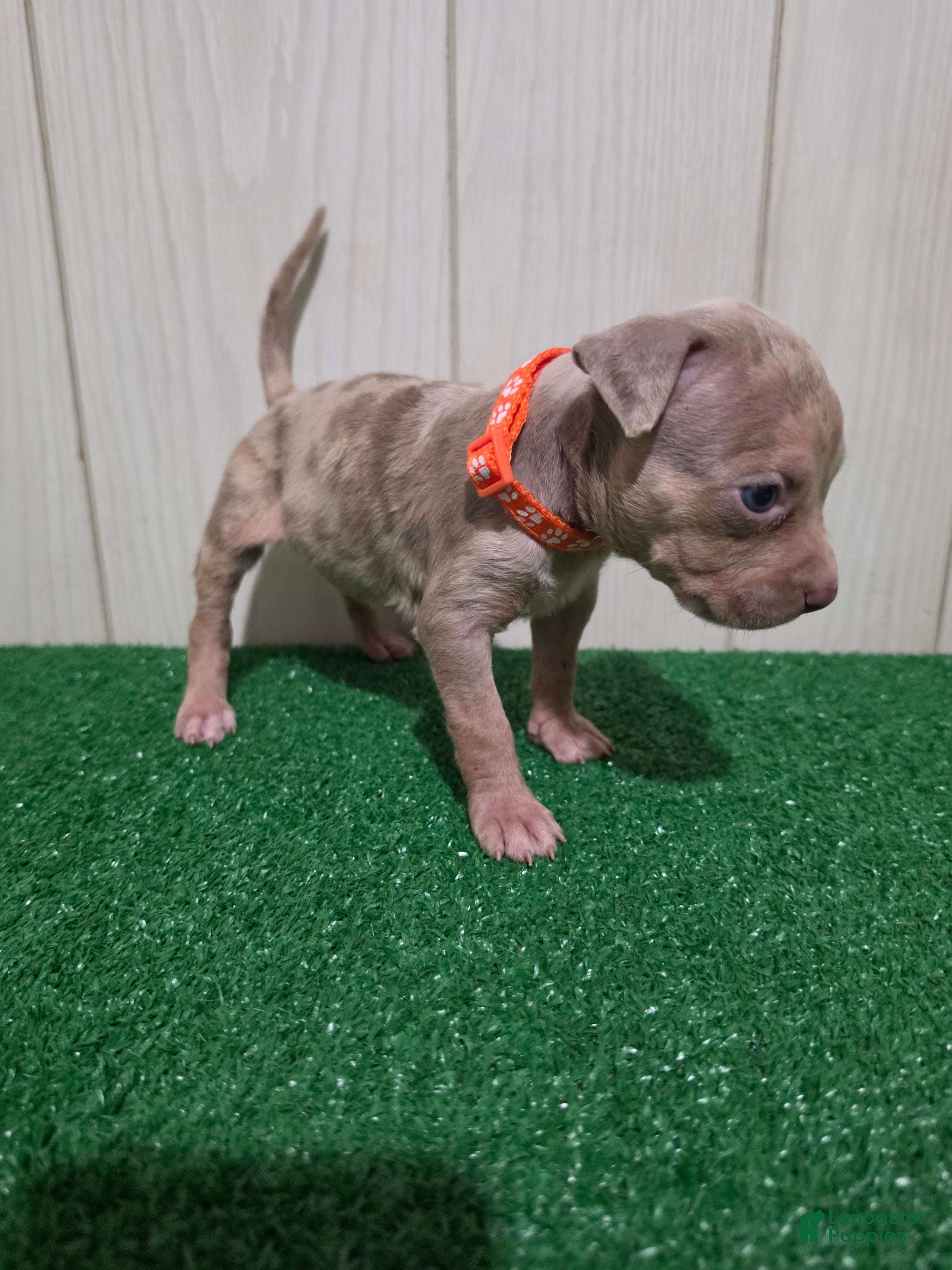 American Bully dogs American Bully XL Puppy 8 (Orange Collar) - Ad 2