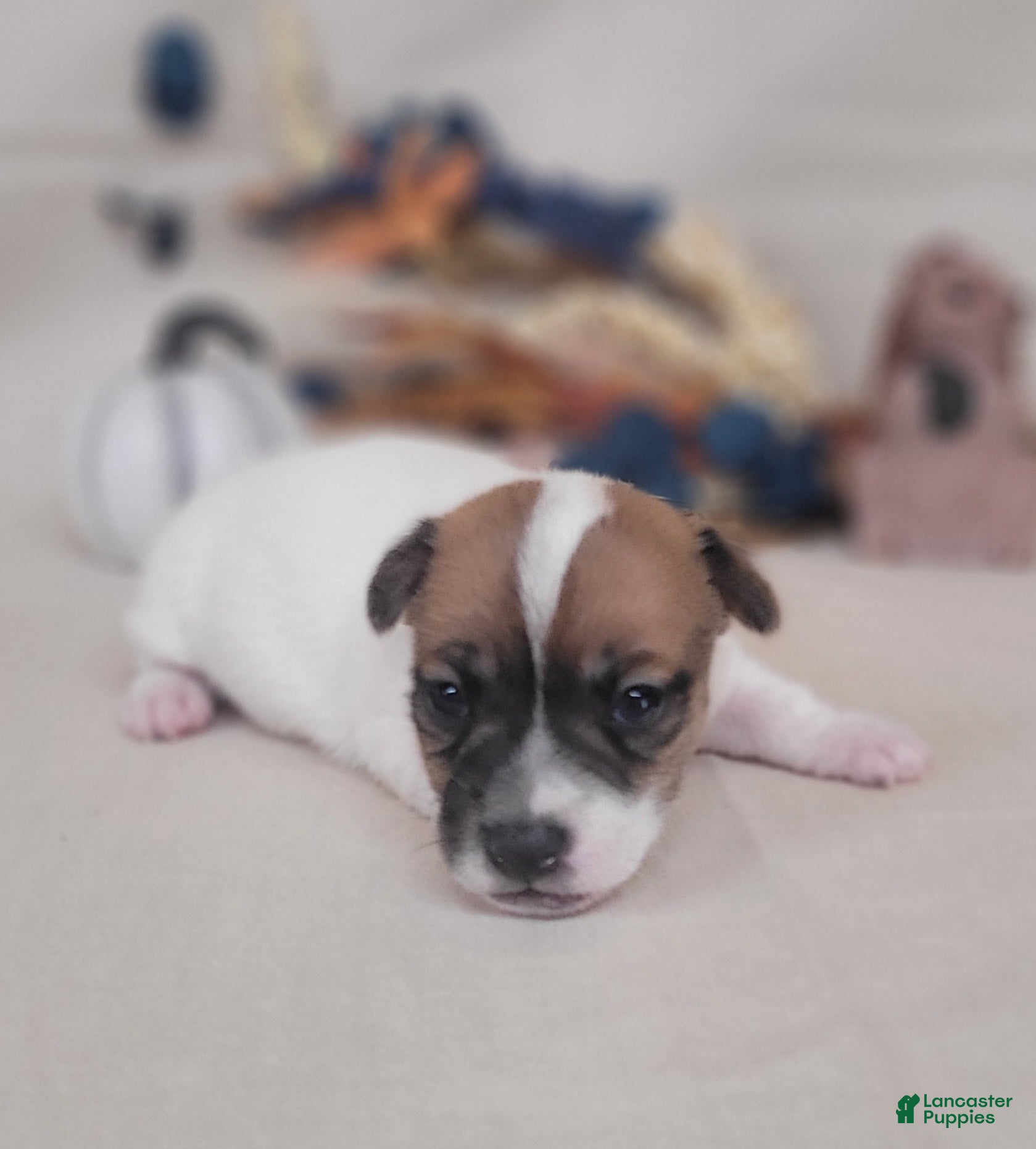 Jack Russell Terrier dogs for sale: Tara female JRT purebred  - Ad 2