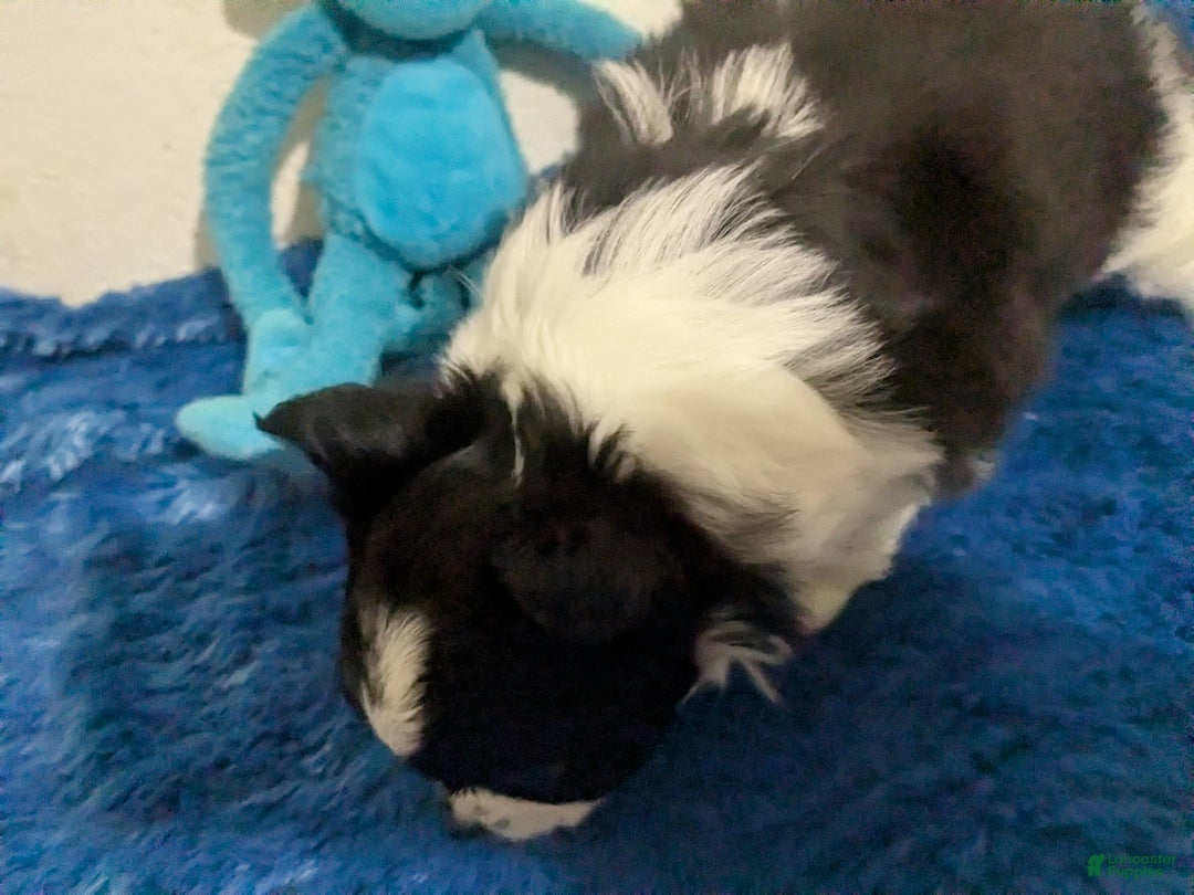 Chihuahua dogs for sale: Snoopy LC Apple Head Chihuahua Male  - Ad 7