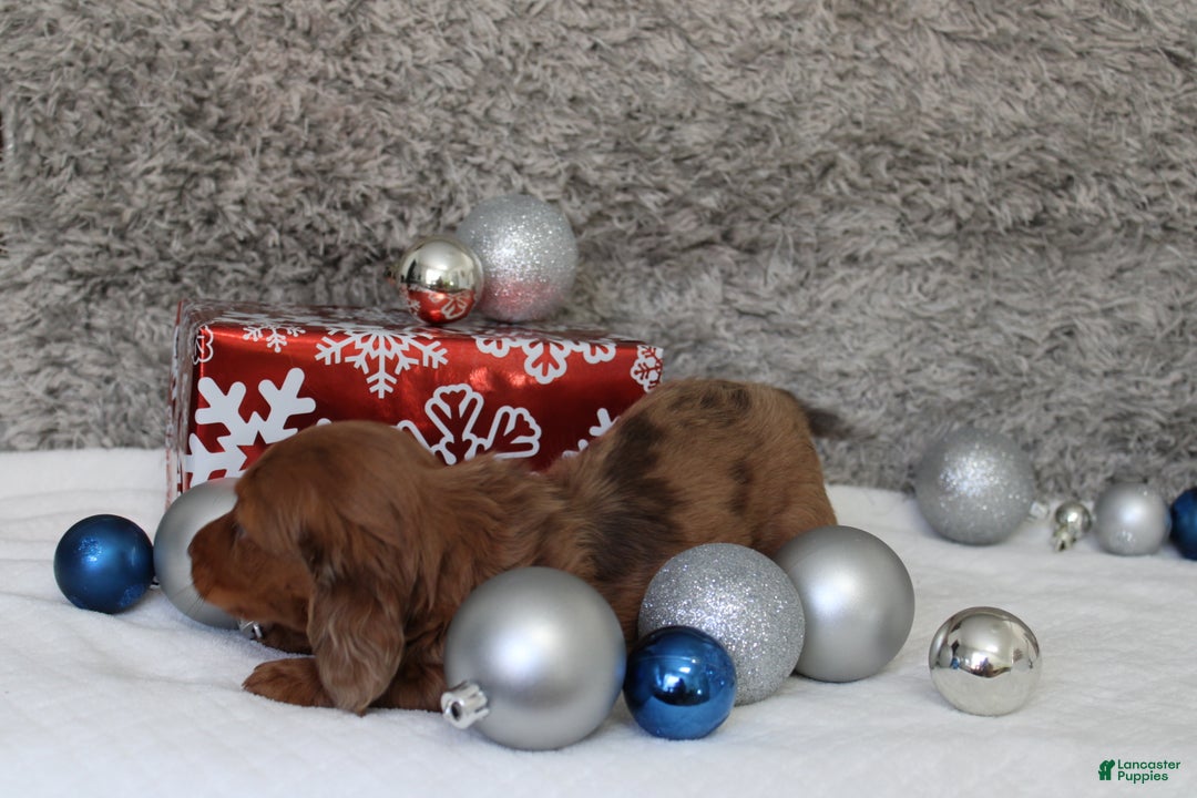 Miniature Dachshund dogs for sale: Shepard - Ad 6