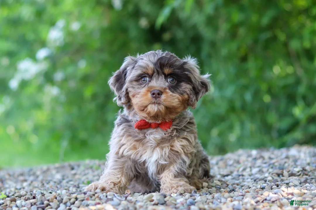 Cavapoo dogs for sale: Skipper - Ad 2