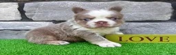 French Bulldog dogs for sale: Master - Ad 4