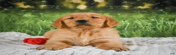 Golden Retriever dogs for sale: Stella - Ad 5