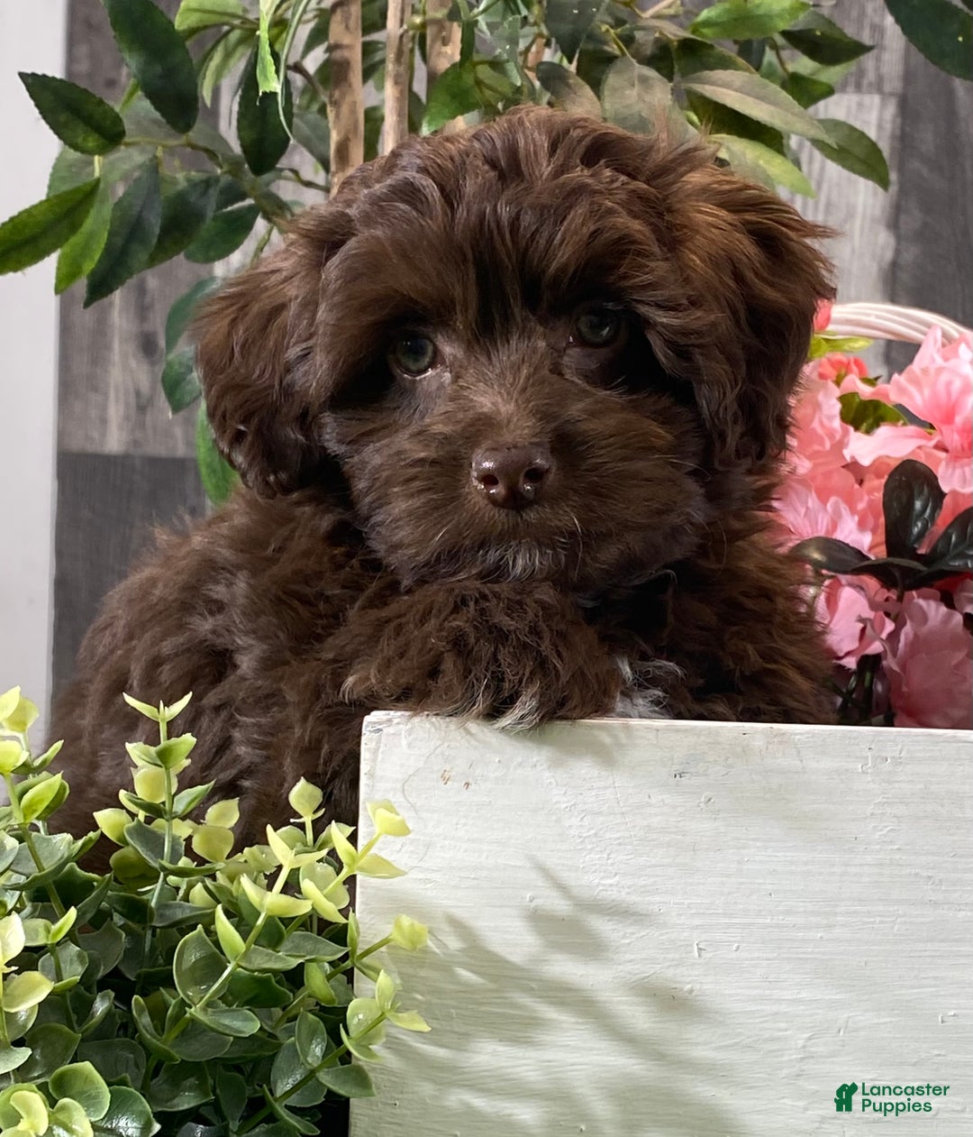 Havanese dogs for sale: Howie - Ad 7