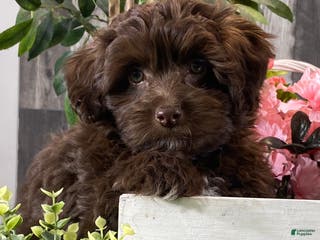 Havanese dogs Howie - Ad 40