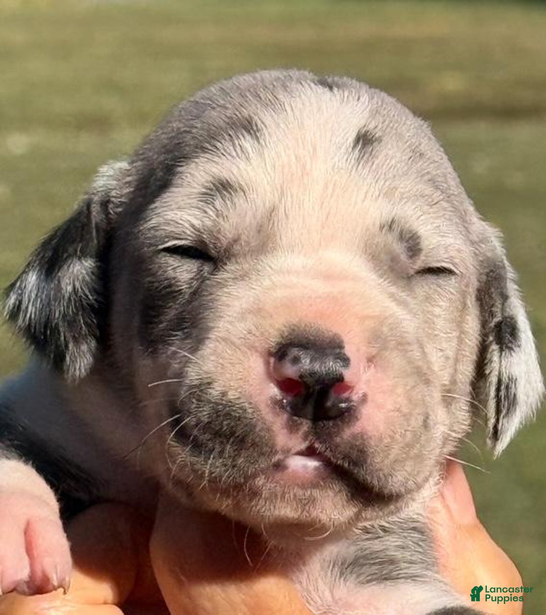 Sean Blue Harlequin for sale in Albion Lancaster Puppies