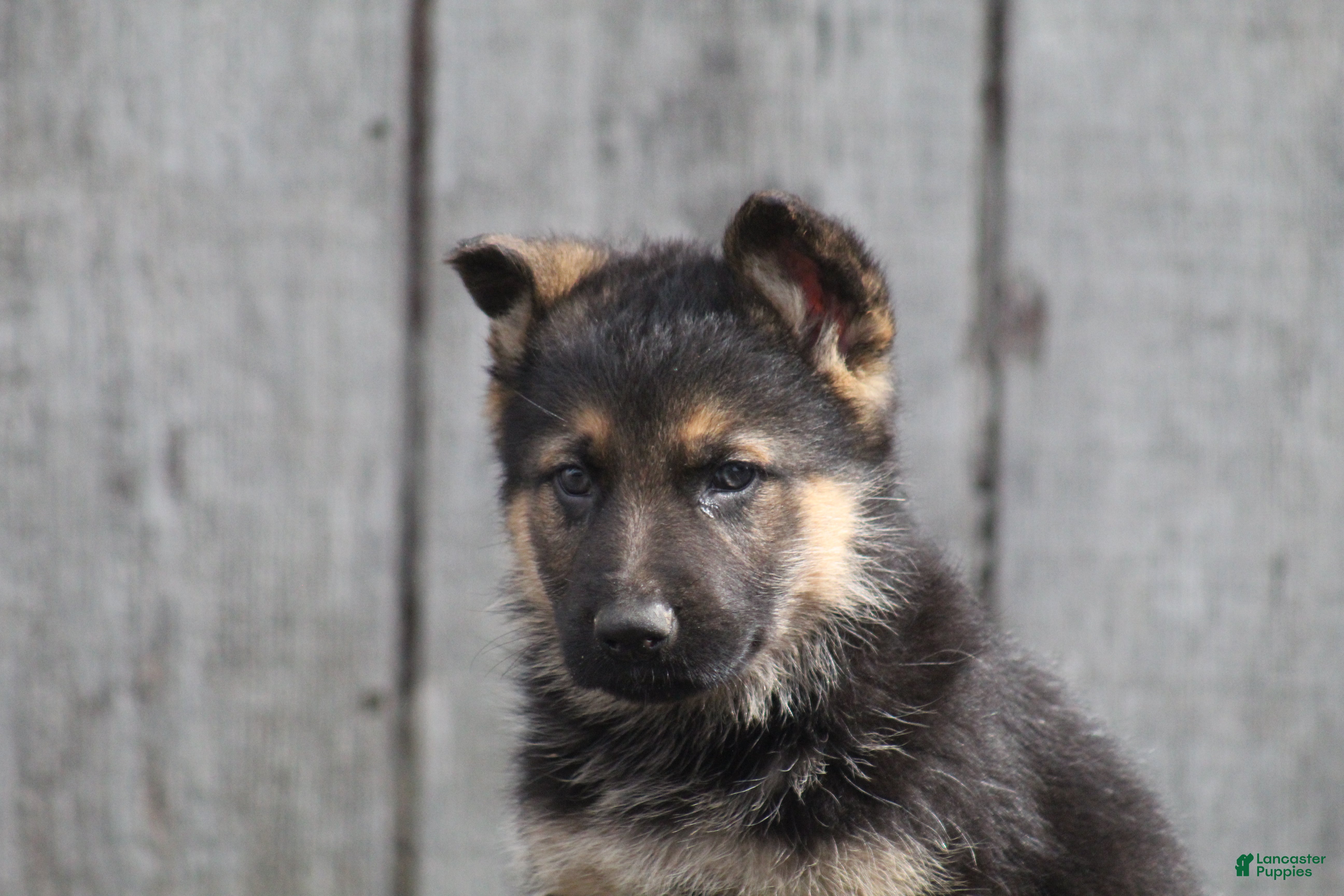 German Shepherd dogs German Shepherd Puppy 1 - Ad 2