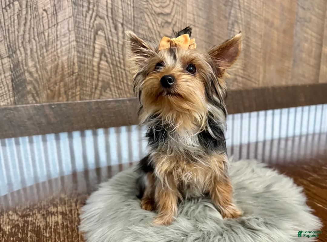 Yorkshire Terrier dogs for sale: Shania - Ad 5